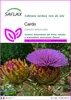 SAFLAX  - Cardo  - 50 semi - Cynara Anteprima dell’immagine prodotto 1