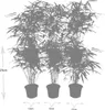 Fargesia Rufa - Nicht - Ausbreitender Bambus - Ø7cm - Ø15cm Produktbild-Vorschau 5