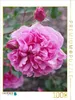 CALVENDO Puzzle Rosa "Warwick Castle" | 1000 Teile Produktbild-Vorschau 2