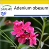 SAFLAX Kultivačný set - púštne ruže - Adenium obesum - 8 Náhľad obrázku produktu 8
