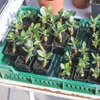 GROW2GO Kakteen Starter Kit Anzuchtset - Pflanzset aus Produktbild-Vorschau 6