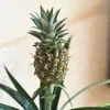 Ananaspflanze - Ananas comosus 'Mi Amigo' - Höhe 35-45cm - Produktbild-Vorschau 3