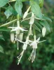 Fuchsia magellanica var.alba, weißblühend, ca. 11x11 cm Produktbild-Vorschau 3
