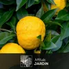 Citronnier yuzu - agrume méditerranéen - arbre fruitier - ↕ Voir les images du produit 2