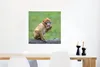 MuchoWow® Poster Affe - Zweig - Natur - Tiere 50x50 cm - Produktbild-Vorschau 5