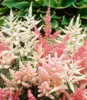 BALDUR Garten 4er Astilben-Mix 'Rosa & Weiß', Knollen in Produktbild-Vorschau 2