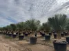 Sunny Tree - Yucca Rostrata - Palma - wysokość pnia 50/60 Podgląd zdjęcia produktu 6