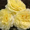 Růže – Kordes Rigo-Rose – Růže 'Solero'® Náhled obrázku produktu 2