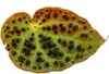 Begonia dzika - Begonia ferox - spektakularna roslina Podgląd zdjęcia produktu 4