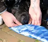 CoolPets Premium Cooling Mat M (50x40cm) Produktbild-Vorschau 6