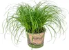 Bloomique - Cyperus Zumula - Katzengras Fertig Gewachsen - Produktbild-Vorschau 1