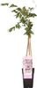 Bloomique - Wisteria Floribunda Rosea - Blauregen Produktbild-Vorschau 2