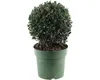Cesmína vroubkovaná koule FloraSelf Ilex crenata 'Jenny' Ø Náhled obrázku produktu 2