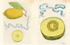 John Derian Sticker Book II Produktbild-Vorschau 3