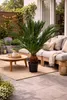 An outdoor patio setting with a sago palm plant, outdoor sofa, and coffee table. Náhled obrázku produktu