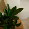 Bloomique - Zestaw 2 szt. - Zamioculcas Zamiifolia - Palma Podgląd zdjęcia produktu 5