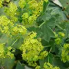 6 x alchemilka veľkolistá - Alchemilla mollis | kvetináč Náhľad obrázku produktu 1