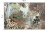 Muralo Selbstklebende Fototapete PFAU Bäume Ornamente Produktbild-Vorschau 2