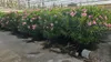 Sunny Tree - Roślina - Oleander - Nerium Oleander - Podgląd zdjęcia produktu 3