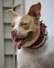 Breites Hundehalsband aus Leder mit Spikes - rot, Größe L Produktbild-Vorschau 2