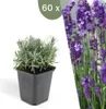 Plants by Frank | 60 Lavendel Pflanzen | Lavandula Produktbild-Vorschau 1