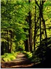 ARTland Glasbild Weg im Wald Größe: 45x60 cm Produktbild-Vorschau 1