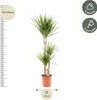 Dragonnier Marginata - Ø21cm - ↕120cm Voir les images du produit 11