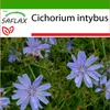SAFLAX - čakanka - Cichorium intybus - 250 Semená - S Náhľad obrázku produktu 5