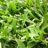 Mexický koriandr (Eryngium foetidum) – 100 semen Náhled obrázku produktu 1