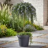 Rosmarinus officinalis Prostratus - Terrassenpflanze - Produktbild-Vorschau 5