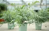 2x XL Eucalyptus Gunni Gunnii Arbusto di eucalipto 35-50 Anteprima dell’immagine prodotto 1