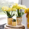 Žlutá orchidej Phalaenopsis 'Albenga', prumer 9cm, pokojová Náhled obrázku produktu 3