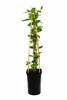 Lonicère du Cap (Lonicera periclymenum 'Serotina') | Plus Voir les images du produit 4