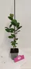 A small potted plant with green leaves and a brown stem, supported by a black stake. It is placed on a white surface with a pink tag in front of the pot. Náhľad obrázku produktu