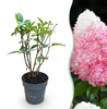 Green boutiQ - Gartenpflanze - Hydrangea panniculata Living Produktbild-Vorschau 1