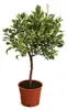 Oranger panaché 70–100 cm – Citrus sinensis Variegata Voir les images du produit 5