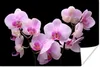 MuchoWow® Poster Orchidee - Blumen - Rosa - Flora 180x120 Produktbild-Vorschau 1