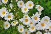 A close-up view of several white daisies with yellow centers, set against a blurred green background of grass and foliage. Produktbild-Vorschau