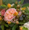 Kletterose Ghislaine de Feligonde ® - Rosa Ghislaine de Produktbild-Vorschau 2
