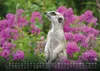 Erdmännchen - Kleine Wächter, große Abenteuer! - 2027 - Produktbild-Vorschau 9