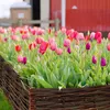 A close-up view of a garden bed with many colorful tulips and a rustic woven border. Produktbild-Vorschau