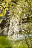 Wisteria sinensis 'Alba', Chinesischer Blauregen, weiß, Produktbild-Vorschau 6