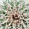 Pachycereus pringley - malá rastlina v 5,5 cm hrnci Náhľad obrázku produktu 3