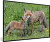 MuchoWow® MuchoWow® Gerahmtes Poster Füchse - Kind - Gras Produktbild-Vorschau 1