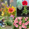 Blumendünger - Dünger für gesunde Blumen – 3 Kg / Produktbild-Vorschau 7