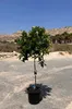 A potted lime tree stands on a gravel surface with mountains and palm trees in the background under a clear blue sky. Anteprima dell’immagine prodotto