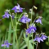 Bloomique - Lot de 3 - Aquilegia Caerulea Spring Magic - Voir les images du produit 1