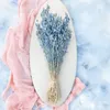 Aufgeblasenes Leimkraut - (Silene) - Blau Produktbild-Vorschau 3