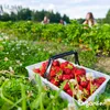 Frass z mącznika – Granulki nawozu owadziego (20kg – na Podgląd zdjęcia produktu 4