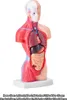A human torso anatomy model with internal organs visible, displayed on a white background. Podgląd zdjęcia produktu